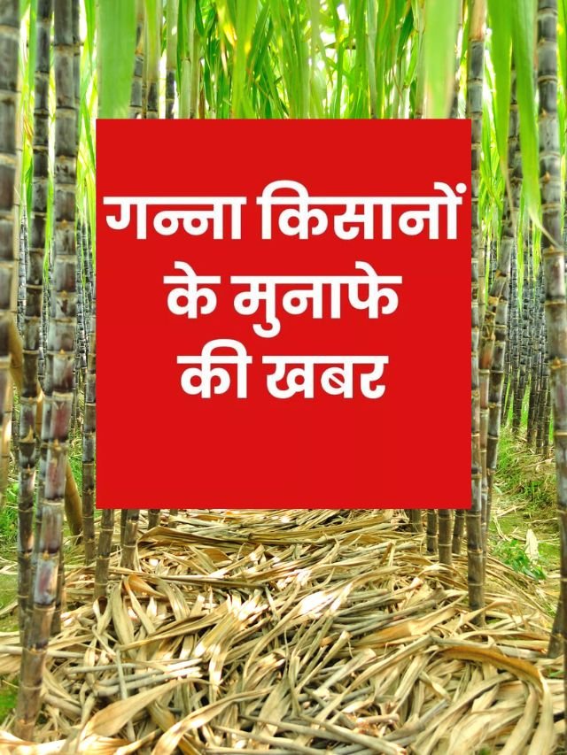 Meerut News: गन्ना खेती में ट्रेंच विधि से अधिक मुनाफा